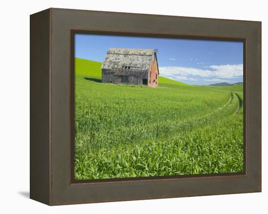 Barn and Vehicle Tracks in Wheat Field in Idaho-Darrell Gulin-Framed Premier Image Canvas