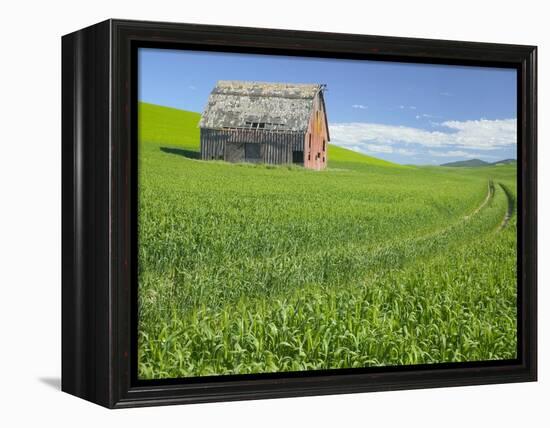 Barn and Vehicle Tracks in Wheat Field in Idaho-Darrell Gulin-Framed Premier Image Canvas