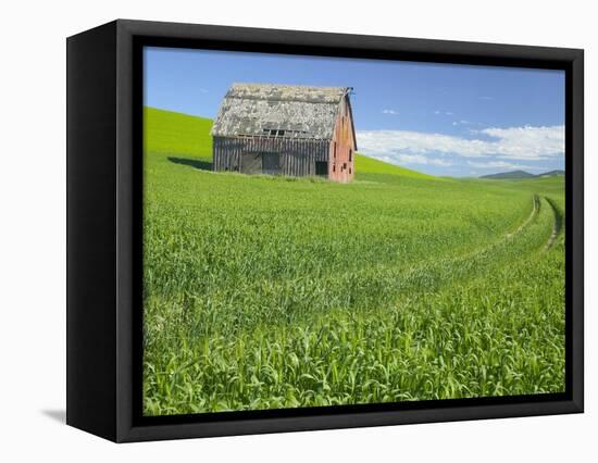 Barn and Vehicle Tracks in Wheat Field in Idaho-Darrell Gulin-Framed Premier Image Canvas