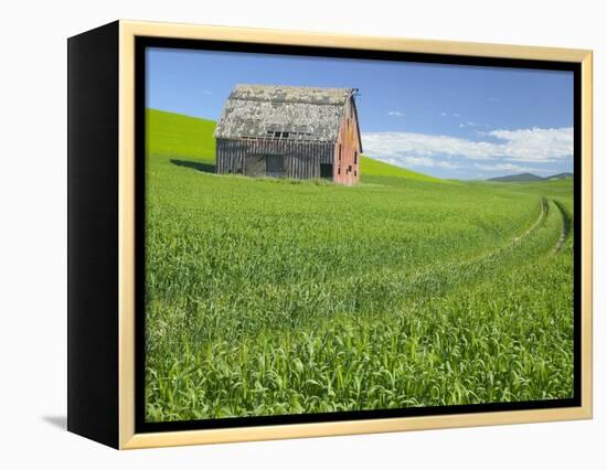 Barn and Vehicle Tracks in Wheat Field in Idaho-Darrell Gulin-Framed Premier Image Canvas