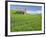 Barn and Vehicle Tracks in Wheat Field in Idaho-Darrell Gulin-Framed Photographic Print