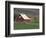 Barn and Windmill in Colfax, Palouse Region, Washington, USA-Adam Jones-Framed Premium Photographic Print