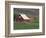 Barn and Windmill in Colfax, Palouse Region, Washington, USA-Adam Jones-Framed Photographic Print