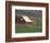 Barn and Windmill in Colfax, Palouse Region, Washington, USA-Adam Jones-Framed Photographic Print