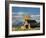 Barn, Grand Teton National Park, Wyoming, Usa-Adam Jones-Framed Photographic Print