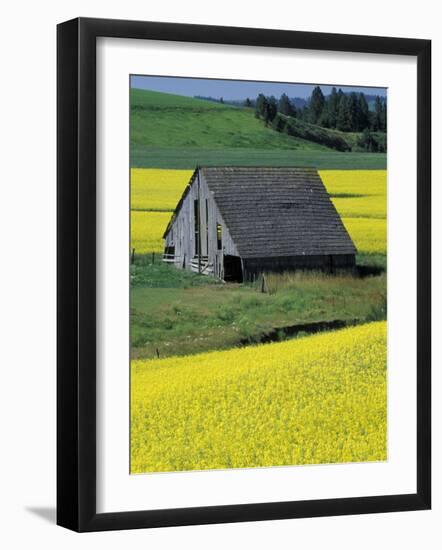 Barn in Canola Field, Idaho-Darrell Gulin-Framed Photographic Print