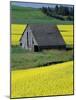 Barn in Canola Field, Idaho-Darrell Gulin-Mounted Photographic Print