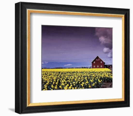 Barn in Daffodils-Ike Leahy-Framed Photo