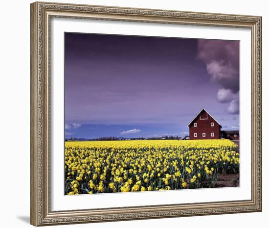 Barn in Daffodils-Ike Leahy-Framed Photo