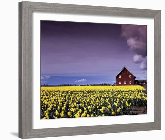 Barn in Daffodils-Ike Leahy-Framed Photo