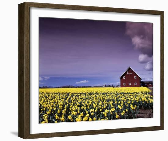 Barn in Daffodils-Ike Leahy-Framed Photo