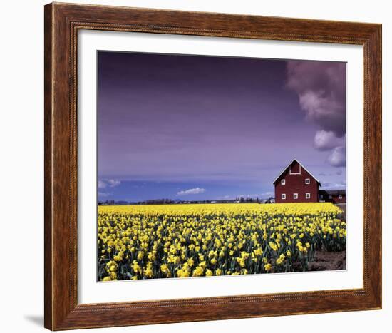 Barn in Daffodils-Ike Leahy-Framed Photo