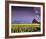 Barn in Daffodils-Ike Leahy-Framed Photo