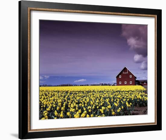 Barn in Daffodils-Ike Leahy-Framed Photo