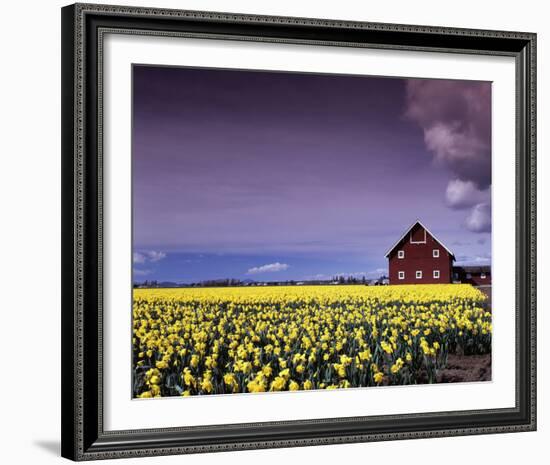 Barn in Daffodils-Ike Leahy-Framed Photo