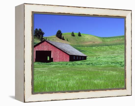 Barn in Field of Wheat, Palouse Area, Washington, USA-Janell Davidson-Framed Premier Image Canvas