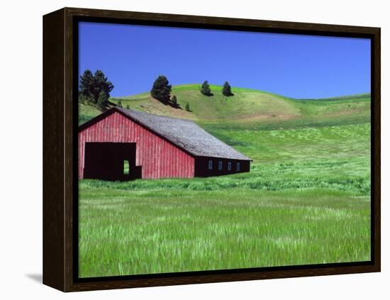 Barn in Field of Wheat, Palouse Area, Washington, USA-Janell Davidson-Framed Premier Image Canvas