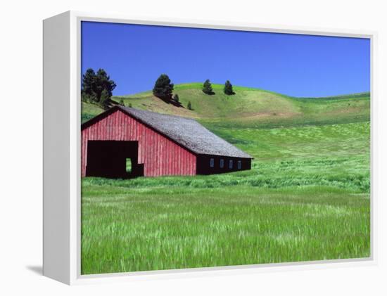 Barn in Field of Wheat, Palouse Area, Washington, USA-Janell Davidson-Framed Premier Image Canvas