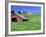 Barn in Field of Wheat, Palouse Area, Washington, USA-Janell Davidson-Framed Photographic Print