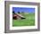 Barn in Field of Wheat, Palouse Area, Washington, USA-Janell Davidson-Framed Photographic Print