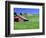 Barn in Field of Wheat, Palouse Area, Washington, USA-Janell Davidson-Framed Photographic Print