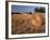 Barn in Hay Field, Metter, Georgia, USA-Joanne Wells-Framed Photographic Print