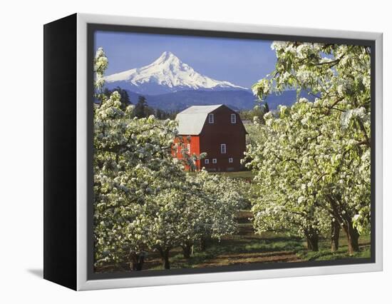 Barn in Orchard Below Mt. Hood-John McAnulty-Framed Premier Image Canvas