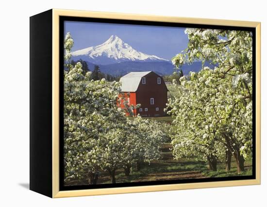 Barn in Orchard Below Mt. Hood-John McAnulty-Framed Premier Image Canvas
