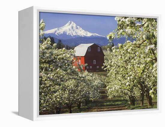 Barn in Orchard Below Mt. Hood-John McAnulty-Framed Premier Image Canvas