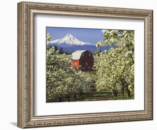 Barn in Orchard Below Mt. Hood-John McAnulty-Framed Photographic Print