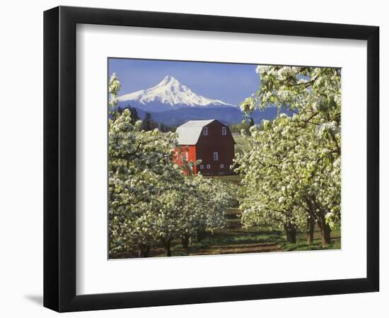 Barn in Orchard Below Mt. Hood-John McAnulty-Framed Photographic Print