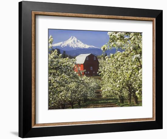 Barn in Orchard Below Mt. Hood-John McAnulty-Framed Photographic Print