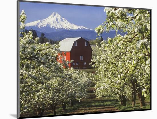 Barn in Orchard Below Mt. Hood-John McAnulty-Mounted Photographic Print