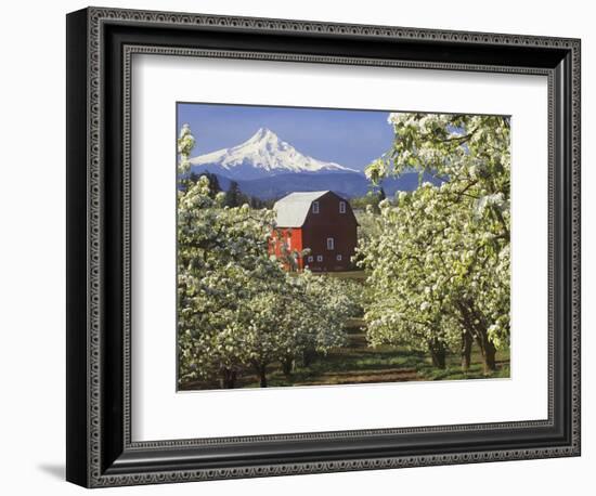 Barn in Orchard Below Mt. Hood-John McAnulty-Framed Photographic Print