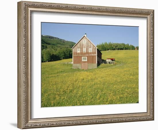 Barn in Rape Field in Summer, Lofoten, Nordland, Arctic Norway, Scandinavia, Europe-Dominic Webster-Framed Photographic Print