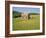 Barn in Rape Field in Summer, Lofoten, Nordland, Arctic Norway, Scandinavia, Europe-Dominic Webster-Framed Photographic Print