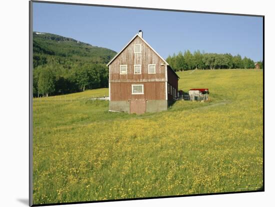 Barn in Rape Field in Summer, Lofoten, Nordland, Arctic Norway, Scandinavia, Europe-Dominic Webster-Mounted Photographic Print