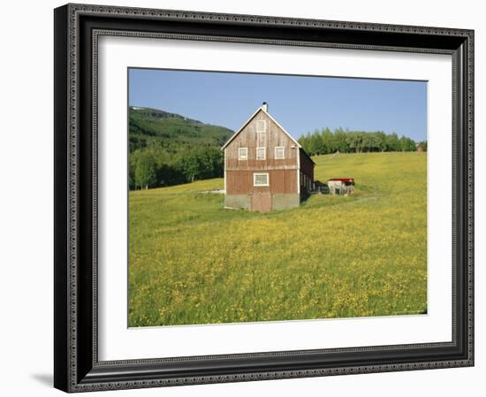 Barn in Rape Field in Summer, Lofoten, Nordland, Arctic Norway, Scandinavia, Europe-Dominic Webster-Framed Photographic Print