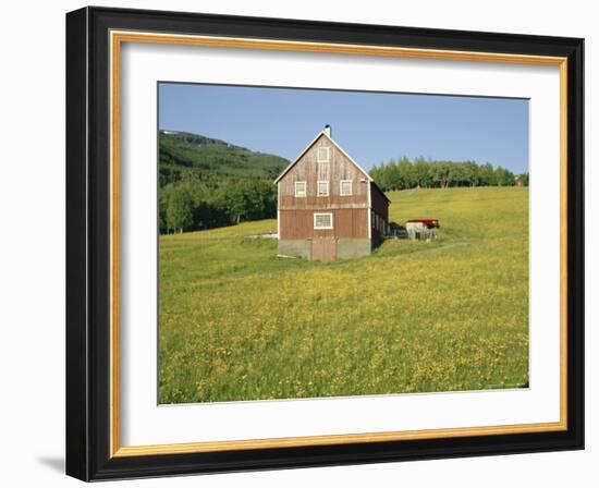 Barn in Rape Field in Summer, Lofoten, Nordland, Arctic Norway, Scandinavia, Europe-Dominic Webster-Framed Photographic Print