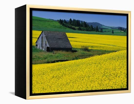 Barn in Rape Seed Field-Darrell Gulin-Framed Premier Image Canvas