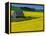 Barn in Rape Seed Field-Darrell Gulin-Framed Premier Image Canvas