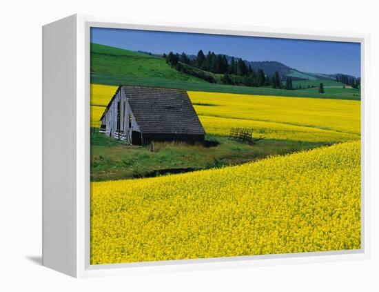 Barn in Rape Seed Field-Darrell Gulin-Framed Premier Image Canvas