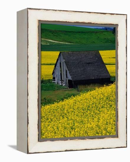 Barn in Rape Seed Field-Darrell Gulin-Framed Premier Image Canvas