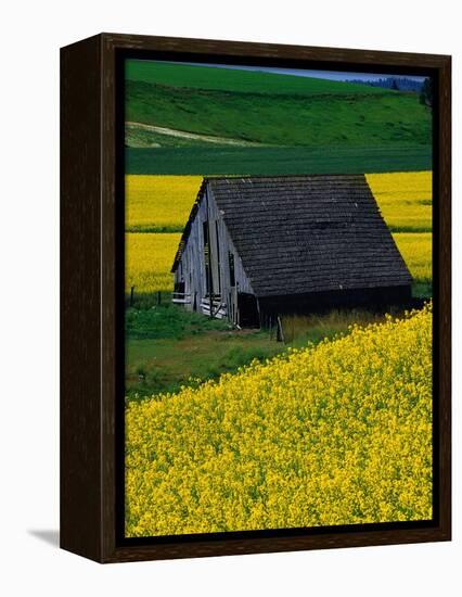 Barn in Rape Seed Field-Darrell Gulin-Framed Premier Image Canvas