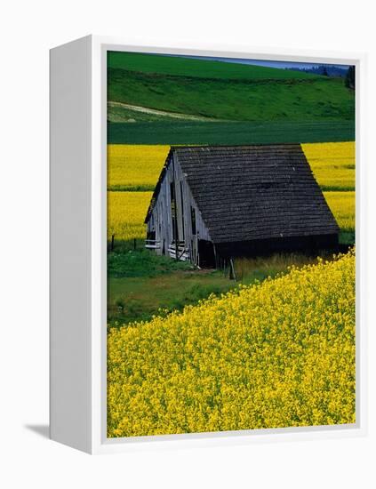 Barn in Rape Seed Field-Darrell Gulin-Framed Premier Image Canvas