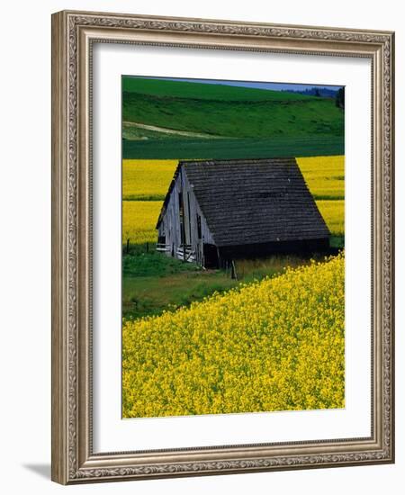 Barn in Rape Seed Field-Darrell Gulin-Framed Photographic Print