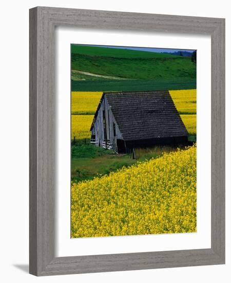 Barn in Rape Seed Field-Darrell Gulin-Framed Photographic Print