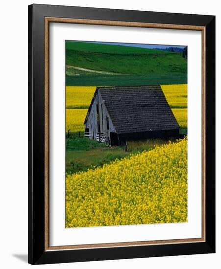 Barn in Rape Seed Field-Darrell Gulin-Framed Photographic Print