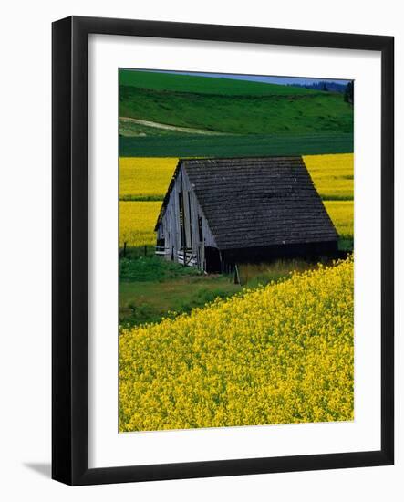 Barn in Rape Seed Field-Darrell Gulin-Framed Photographic Print