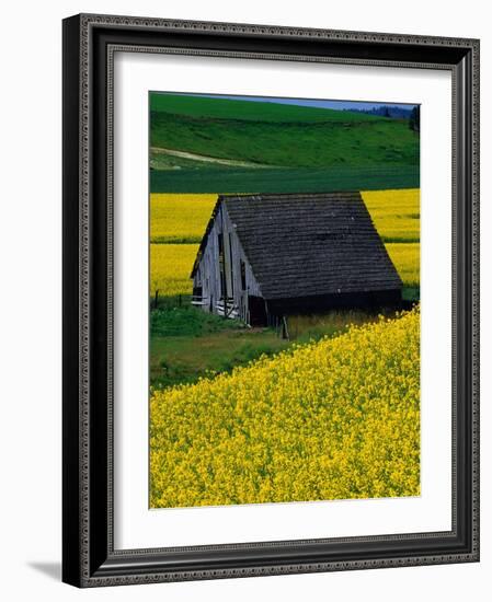 Barn in Rape Seed Field-Darrell Gulin-Framed Photographic Print